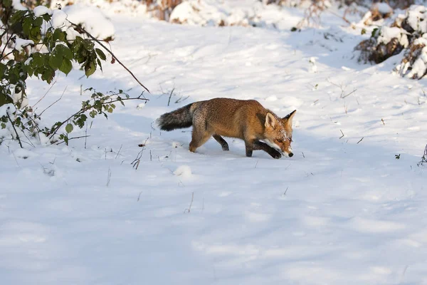 Kızıl Tilki Vulpes Vulpes Karda Duran Yetişkin Normandiya — Stok fotoğraf