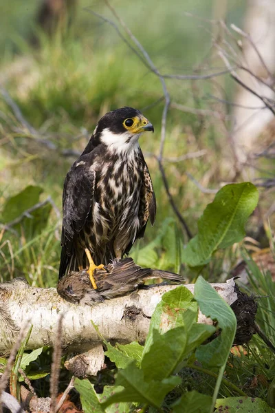 Euraziatische Hobby Falco Subbuteo Volwassen Staande Branch Normandië — Stockfoto