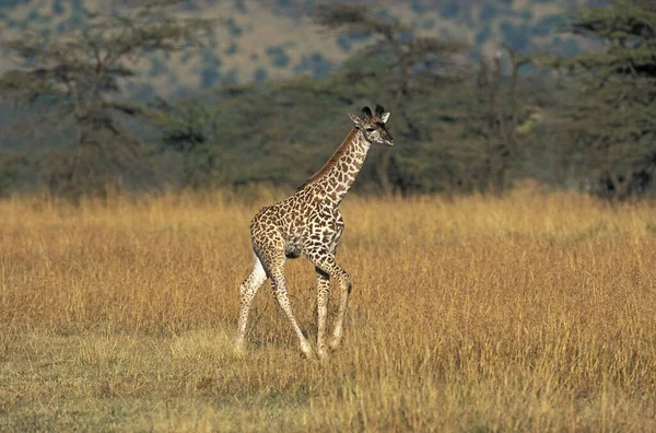 Masai Zsiráf Zsiráf Camelopardalis Tippelskirchi Borjú Masai Mara Park Kenyában — Stock Fotó