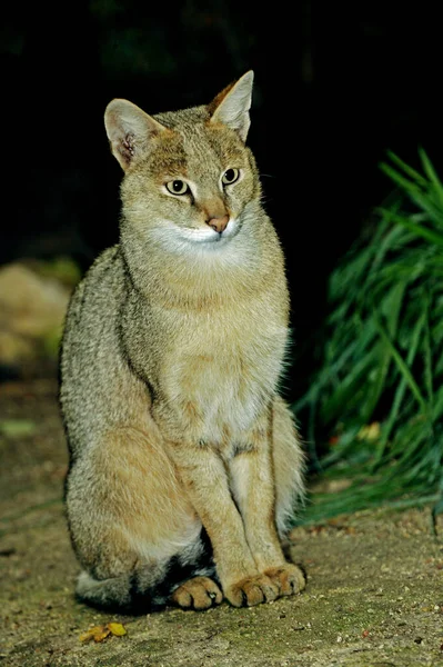 Gato Selva Felis Chaus Adultos Sentados —  Fotos de Stock