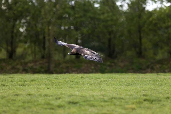 Golden Eagle Aquila Chrysaetos Adult Flight — стокове фото