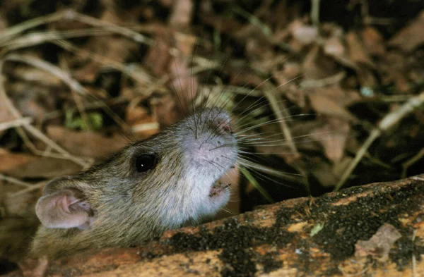 Black Rat Rattus Rattus — Stock Photo, Image