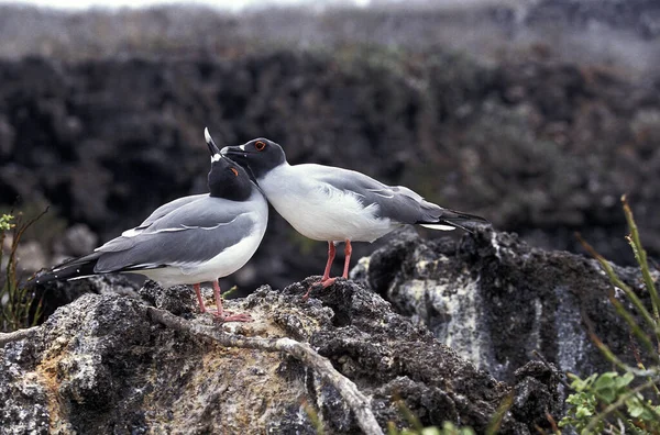 Mewa Łykawa Creagrus Furcatus Para Zachowanie Zalotów Wyspy Galapagos — Zdjęcie stockowe