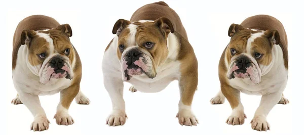 English Bulldog Vrouw Tegen Witte Achtergrond — Stockfoto