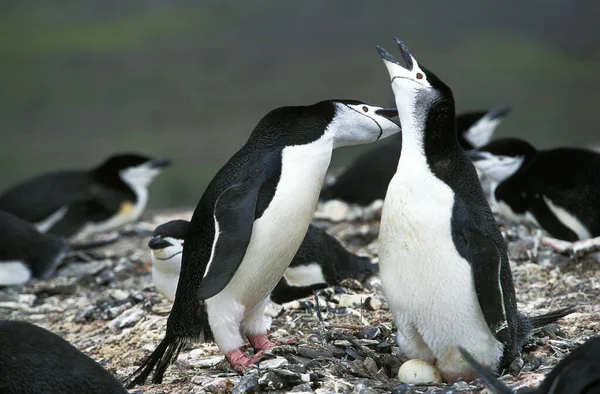 Chinstrap Tučňák Pygoscelis Antarktický Dvojice Stojící Hnízdě Vejcem Antarktida — Stock fotografie