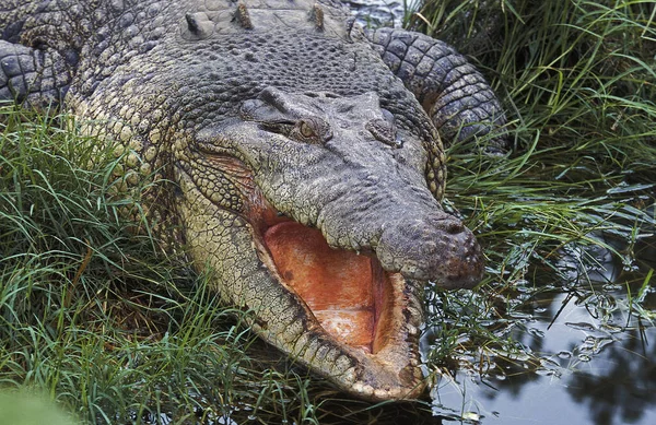 Австралийский Морской Крокодил Эстуариновый Крокодил Крокодиловый Пороз Взрослый Открытым Ртом — стоковое фото