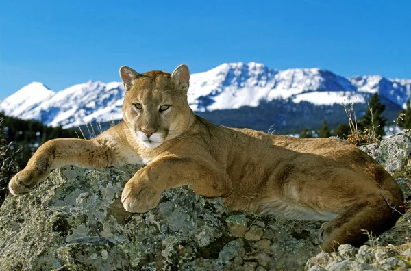 Pumpa Puma Concolor Står Rock Montana — Stockfoto