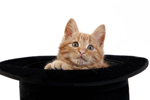 Красная Домашняя Кошка Табби Котенок Играющий Белом Фоне — стоковое фото