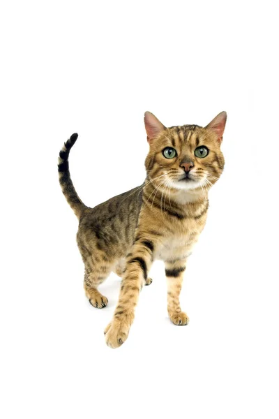 Brown Spotted Tabby Bengal Inhemsk Katt Stående Mot Vit Bakgrund — Stockfoto