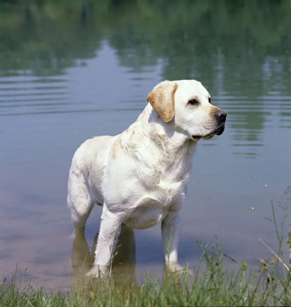 Yellow Labrador Retriever Cão Água — Fotografia de Stock