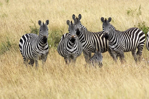 Zebra Burchella Equus Burchelli Stado Parku Masai Mara Kenii — Zdjęcie stockowe