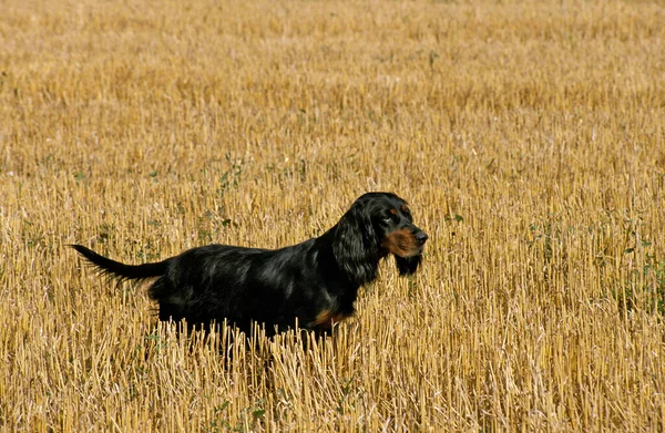 Gordon Setter Dog Pšeničném Poli — Stock fotografie