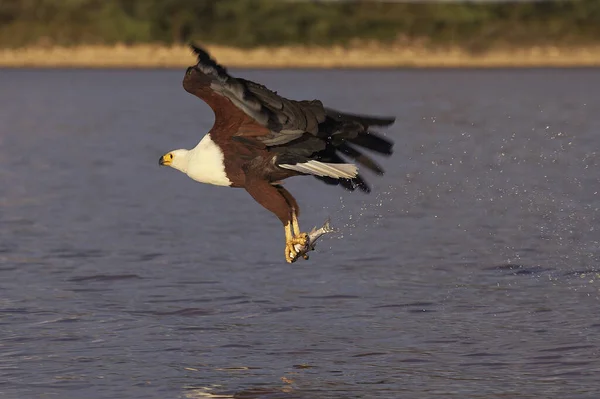 African Fish Eagle Haliaeetus Vocifer Adulte Vol Pêche Lac Baringo — Photo