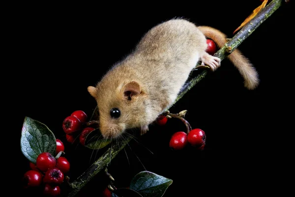 Common Dormouse Muscardinus Avellanarius Standing Branch Berries Normandy — Zdjęcie stockowe