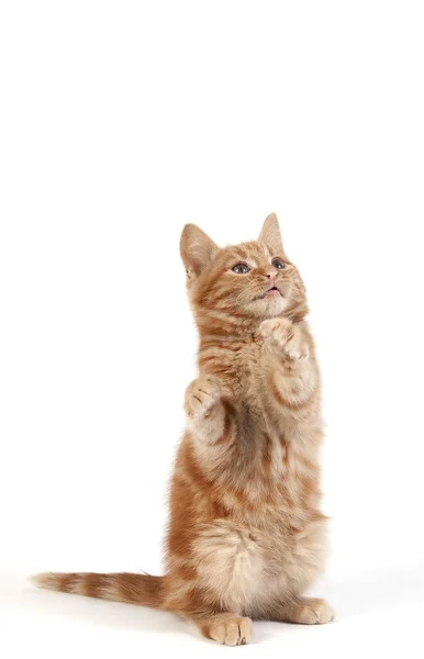 Red Tabby Domestic Cat Kitten Bermain Melawan White Background — Stok Foto