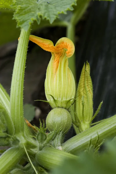 Bunga Zucchini Pepo Cucurbita Kebun Sayur — Stok Foto