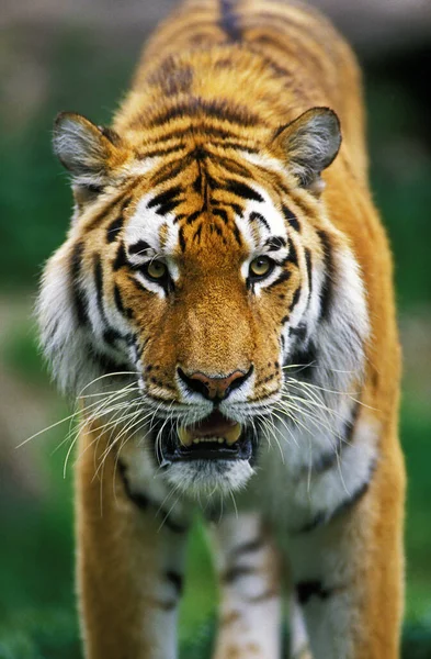 Σιβηρική Τίγρη Altaica Τίγρη Panthera — Φωτογραφία Αρχείου