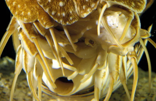 Nautilus Nautilus Macromphalus Natuurlijke Achtergrond — Stockfoto