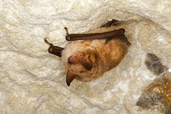 Murciélago Daubenton Miotis Daubentoni Hibernación Adulta Colgando Del Techo Cueva — Foto de Stock