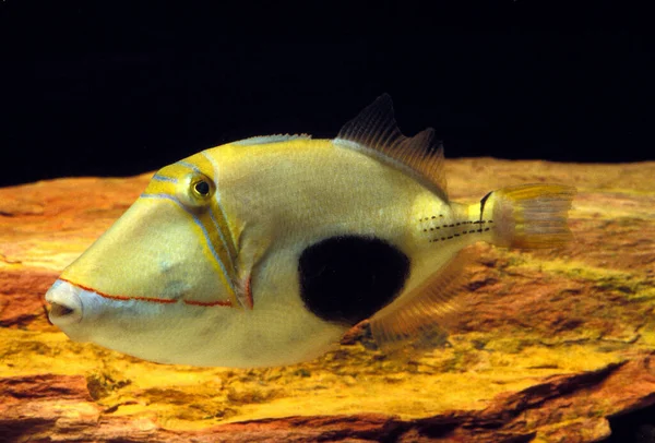 Kara Göbekli Tetik Balığı Gergedan Siğili — Stok fotoğraf