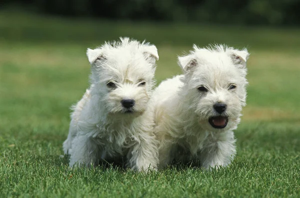 West Highland White Terrier Filhote Cachorro — Fotografia de Stock