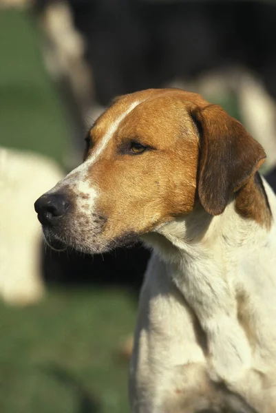 Inglês Foxhound Retrato Cão — Fotografia de Stock