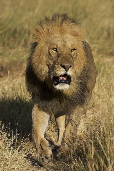 African Lion Panthera Leo Mężczyzna Parku Masai Mara Kenii — Zdjęcie stockowe