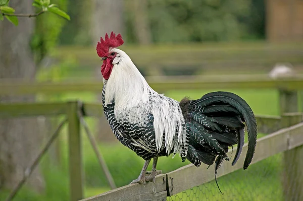Brakel Braekel Domestic Chicken Belgian Breed Cock — Stock Photo, Image