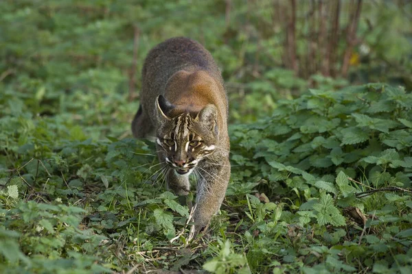 Asian Golden Cat Temmincks Cat Catopuma Temmincki — 스톡 사진