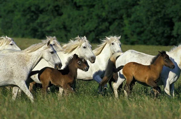 Camargue Paarden Herd Staat Grasveld — Stockfoto