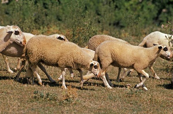 Causses Lot Domestic Sheep Французская Порода — стоковое фото