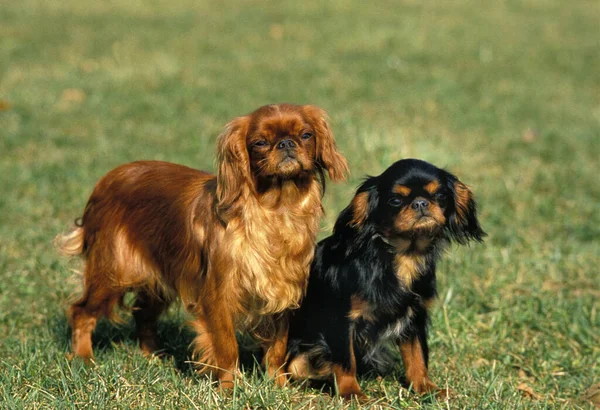 Cavalier Roi Charles Spaniel Chien Debout Sur Herbe — Photo