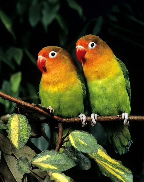 Fischer Lovebird Agapornis Real Time — Stock fotografie