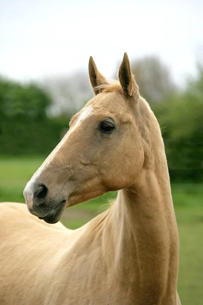 Akhal Teke Een Paard Uit Turkmenistan — Stockfoto