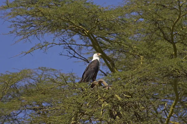 Afrikanischer Fischadler Haliaeetus Vozifer Erwachsener Akazienbaum Baringo See Kenia — Stockfoto