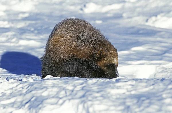 Wolverine Βόρειας Αμερικής Gulo Gulo Luscus Adult Standing Snow Καναδάς — Φωτογραφία Αρχείου