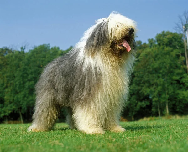 Bobtail Dog Παλιά Αγγλικά Sheepdog Στέκεται Στο Γρασίδι — Φωτογραφία Αρχείου