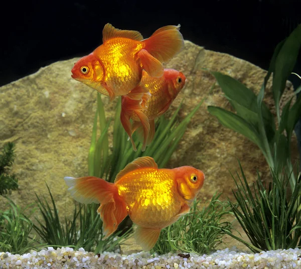 Ryukin Goldfish Aurato Carassius — Fotografia de Stock