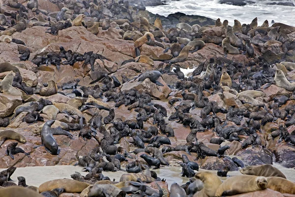 Sello Piel Sudafricana Arctocephalus Pusillus Colonia Cape Cross Namibia — Foto de Stock