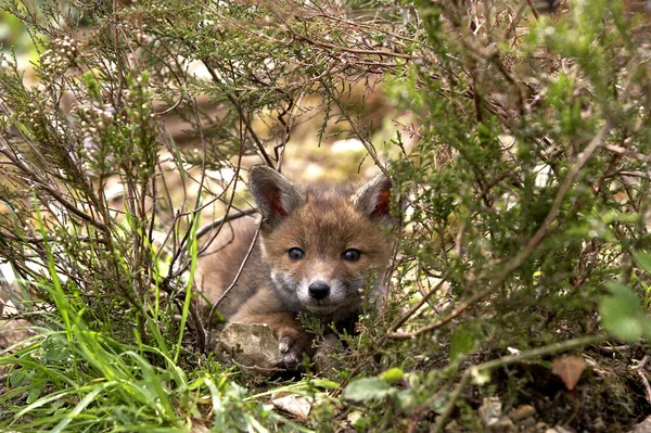 Baby Red Fox Vulpes Vulpes Normadie — Photo