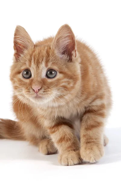 Red Tabby Domestic Cat Gatinho Contra Fundo Branco — Fotografia de Stock