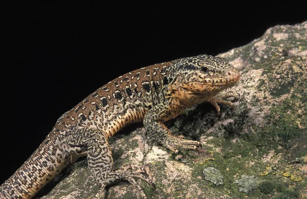 Teju Chileno Callopistes Palluma Adulto Pie Sobre Piedra — Foto de Stock