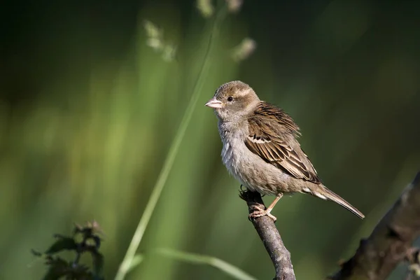 House Sparrow Passer Domesticus Standing Branch Normandy — ストック写真