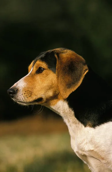 Retrato Perro Fondo Natural — Foto de Stock