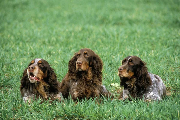 Picardia Spaniel Dog Uma Raça Francesa Deitado Grama — Fotografia de Stock