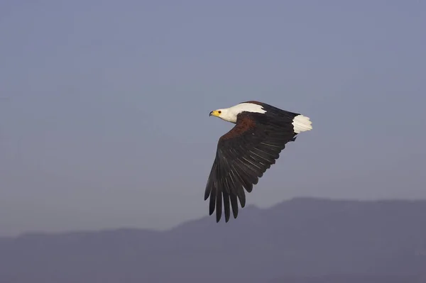 Afrikansk Fish Eagle Haliaeetus Vocifer Vuxen Flight Baringosjön Kenya — Stockfoto