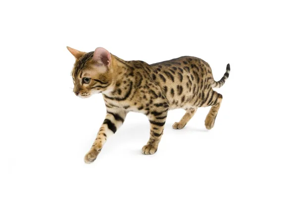 Brown Spotted Tabby Bengal Doméstico Cat — Fotografia de Stock