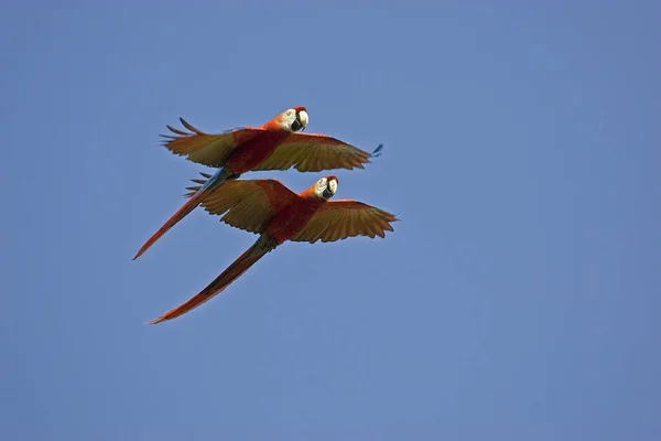 Scarlet Macaw Ara Macao Para Locie Los Lianos Wenezueli — Zdjęcie stockowe