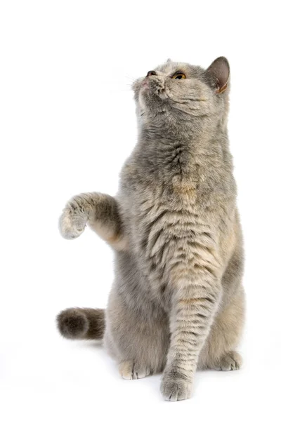 Blue Cream British Shorthair Domestic Cat Femmina Che Gioca Sfondo — Foto Stock