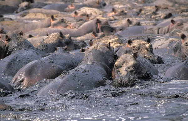 Hippopotamus Hippopotamus Amphibius Group Standing Lake Virunga Park Congo — 스톡 사진